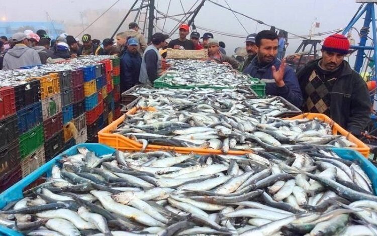 هيئة حقوقية تدخل على خط ظاهرة الصيد الغير قانوني للأسماك الصغيرة بطانطان وإفني