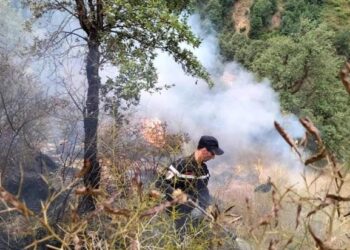 انخفاض ملحوظ في عدد حرائق الغابات والمساحات المتضررة بالمغرب خلال سنة 2024