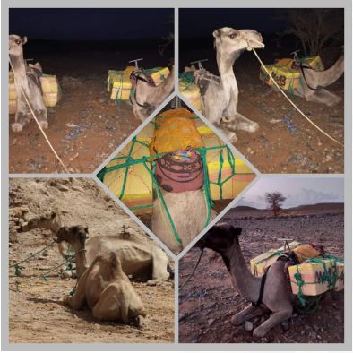 القوات المسلحة الملكية تُفشل عملية تهريب مخدرات على ظهور جمال وتسلمها للسلطات المختصة