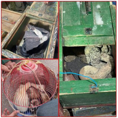 تعاون أمني وبيئي يضع حدًا لعمليات تهدد الأحياء البرية والغابات بالمغرب