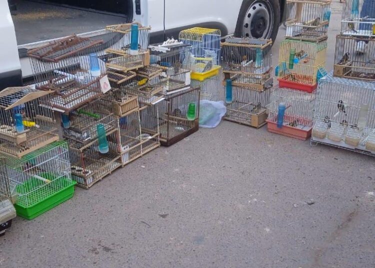 ضبط 28 طائر حسون مهدد بالانقراض في سوق الأحد بأكادير