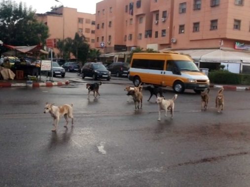 حادث خطير بسبب كلاب ضالة يكلف جماعة أكادير 5 ملايين سنتيم تعويضاً قضائياً