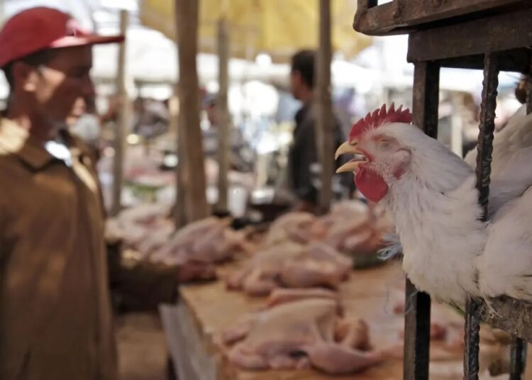أسعار الدواجن تحلق عاليا في الأسواق