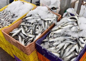 الأوضاع تنذر بمزيد من الغلاء.. هذه أسباب ارتفاع أسعار السردين