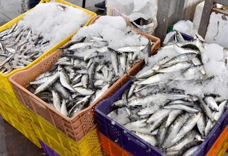 الأوضاع تنذر بمزيد من الغلاء.. هذه أسباب ارتفاع أسعار السردين