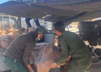 تفكيك شبكة استغلال عشوائي للأخشاب في الدراركة وتيكوين