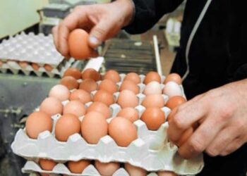 ارتفاع أسعار البيض قبيل رمضان يثير قلق المستهلكين