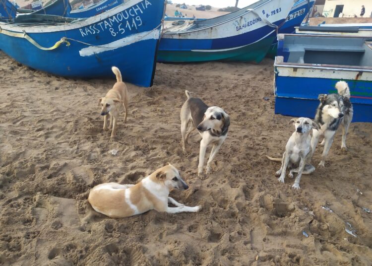 السلطات تنفي إطلاق حملة للقضاء على 3 ملايين من الكلاب الضالة بالمغرب