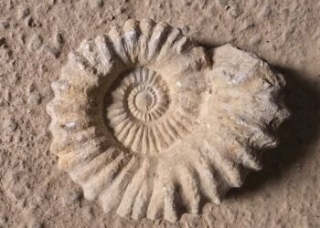 درك الدراركة يحجز شاحنة تقل مستحتاث واحجار ناذرة (صور)