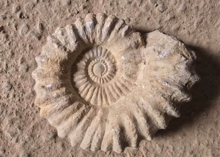 درك الدراركة يحجز شاحنة تقل مستحتاث واحجار ناذرة (صور)