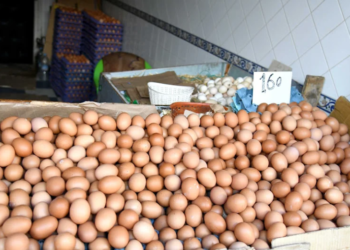 مع اقتراب شهر رمضان.. هل تتوفر كميات كافية من البيض لتلبية حاجيات المغاربة؟ 