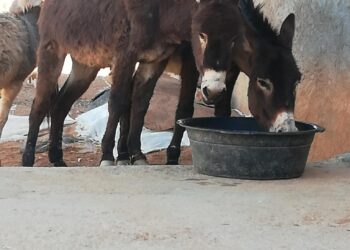 اعتداء بشـع على دابتين وإغلاق فميمهما بسلك نواحي افني