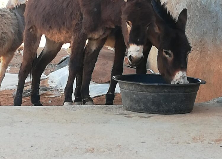 اعتداء بشـع على دابتين وإغلاق فميمهما بسلك نواحي افني