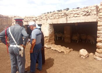 تنفيذا للتعليمات السامية…السلطات المحلية تشرع في عملية إحصاء القطيع بعمالة أكادير إداوتنان