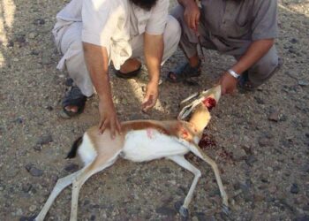 صيد غزالة في أيام العيد يفضي الى توقيف 03 أشخاص بتافراوت