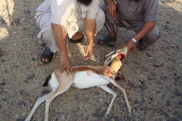 صيد غزالة في أيام العيد يفضي الى توقيف 03 أشخاص بتافراوت