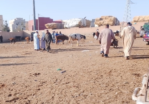 حادث مأساوي برحبة البهائم : عجلة تنطح تاجرا للمواشي وتودي بحياته بتزنيت