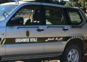 توقيف شخص ينحدر من تارودانت بعد ضبطه في عملية صيد غير قانوني ل “أوداد” بجبال أملن