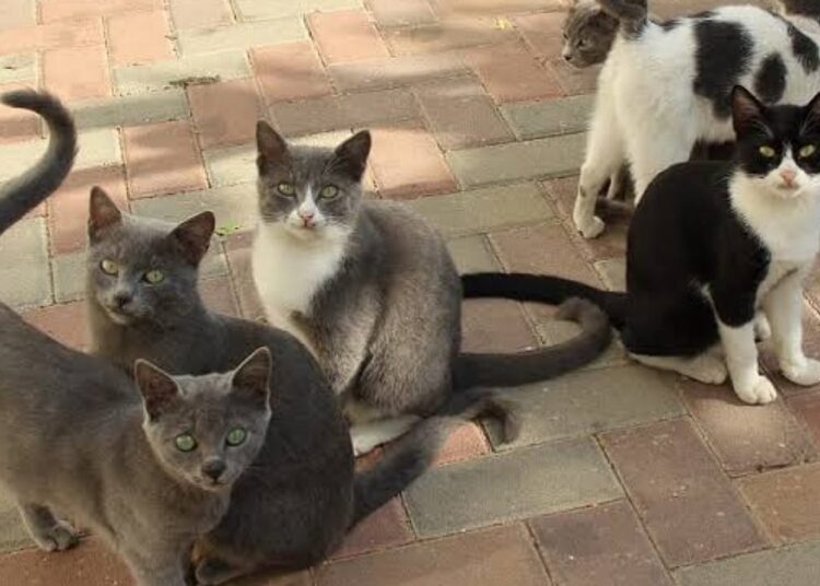 جماعة الدراركة تعلن عن تفشي السعار في صفوف القطط الشاردة