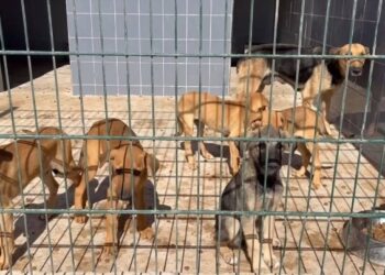 من الشارع إلى الرعاية: أكادير تُدشن أكبر ملاذ آمن للقطط والكلاب الضالة بالمغرب (صور)