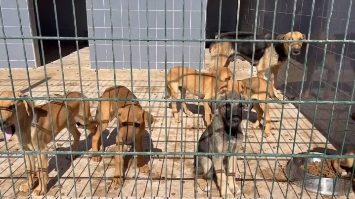 من الشارع إلى الرعاية: أكادير تُدشن أكبر ملاذ آمن للقطط والكلاب الضالة بالمغرب (صور+ فيديو)