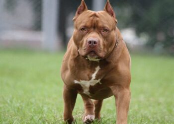 كلب “بيتبول” يهاجم شرطيا بسيدي إفني