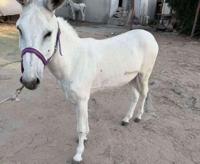 سائح أجنبي بميرلفت يبحث عن حمـار أبيض نـاذر في البوادي المغربية