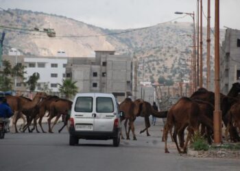 أزمة الترحال الرعوي في سوس: بين تهديد الملكيات الخاصة ومطلب السلم الاجتماعي