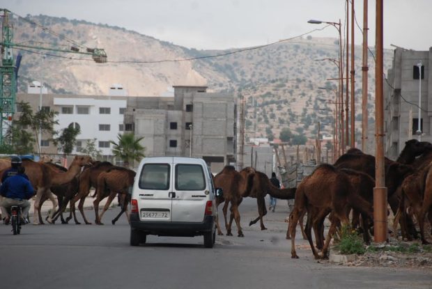 أزمة الترحال الرعوي في سوس: بين تهديد الملكيات الخاصة ومطلب السلم الاجتماعي