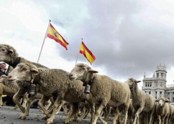 خيار “الأغنام الإسبانية”.. هل ينجح المغرب في كبح جماح أسعار اللحوم قبل عيد الأضحى؟