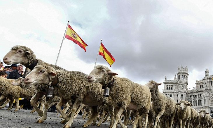 خيار “الأغنام الإسبانية”.. هل ينجح المغرب في كبح جماح أسعار اللحوم قبل عيد الأضحى؟