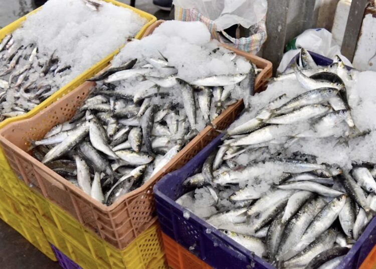 مينائي سيدي افني وأسفي يستقبلان كميات قياسية من الأسماك وإنتظارات للمواطنين بتراجع أسعار السردين