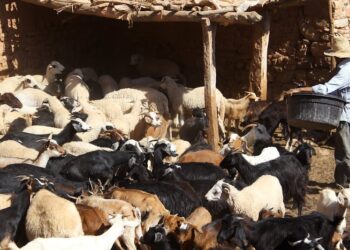 وزارة الفلاحة تشن حملة لمراقبة إناث الأغنام كشرط لصرف الدعم المخصص للكسابة