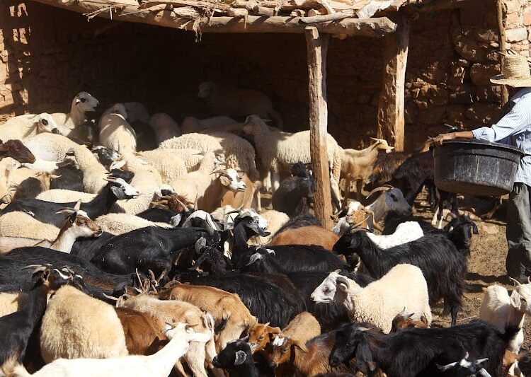 وزارة الفلاحة تشن حملة لمراقبة إناث الأغنام كشرط لصرف الدعم المخصص للكسابة