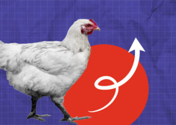 ارتفاع أسعار الدجاج قبيل عيد الفطر يثير قلق المستهلكين