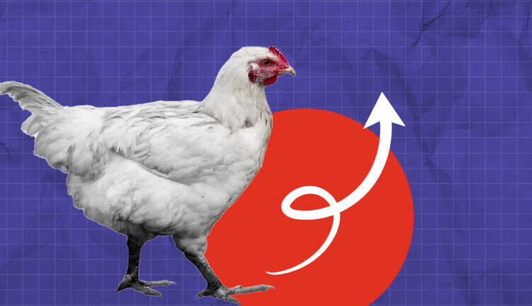 ارتفاع أسعار الدجاج قبيل عيد الفطر يثير قلق المستهلكين