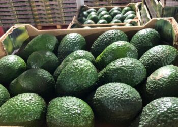 الأمطار في المغرب تعرقل صادرات الأفوكا وتهدد الإمدادات الأوروبية