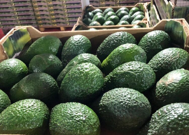 الأمطار في المغرب تعرقل صادرات الأفوكا وتهدد الإمدادات الأوروبية